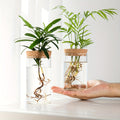 Glass Hydroponic Plant