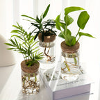 Glass Hydroponic Plant