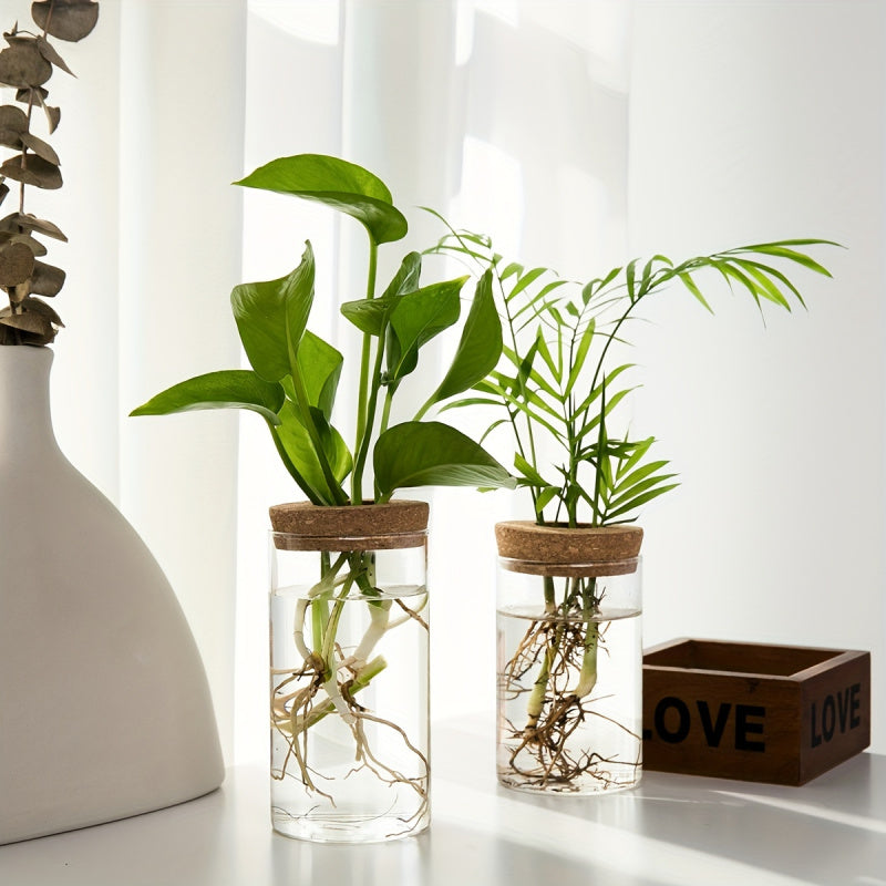 Glass Hydroponic Plant