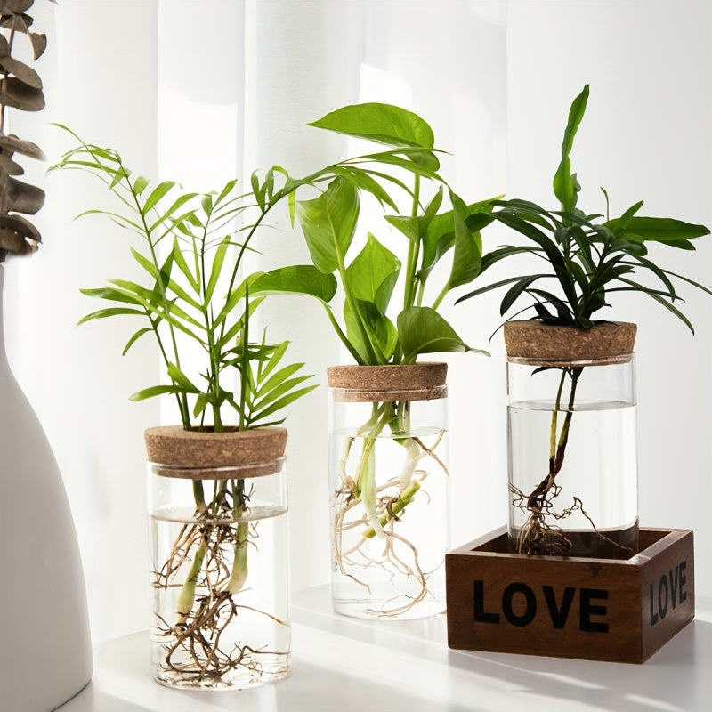 Glass Hydroponic Plant